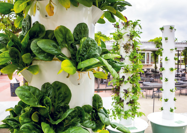 hydroponic garden iStock 1361838598